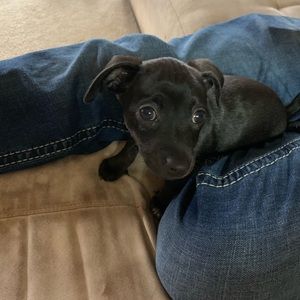 Meet your Posher, Beau